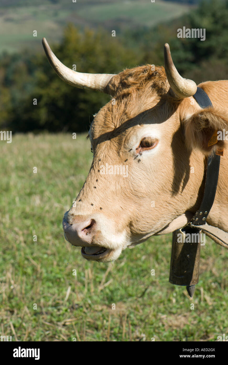 Ritratto di mucca, Spagna Foto Stock
