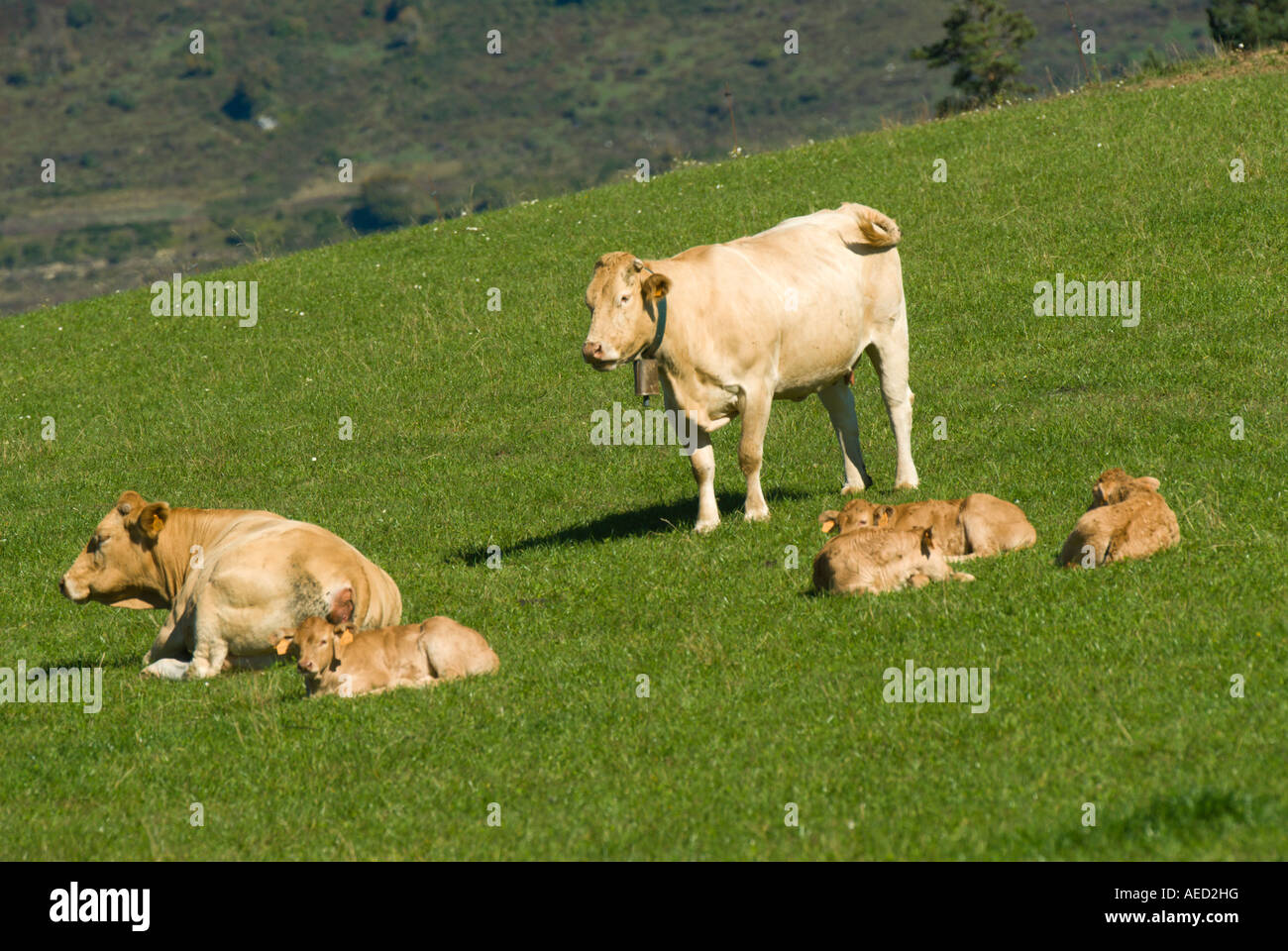 Famiglia mucca e vitello su prato Foto Stock