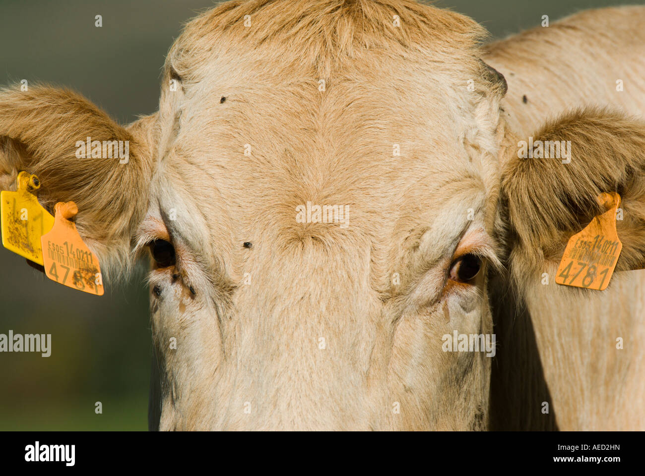 Ritratto di mucca, Spagna Foto Stock