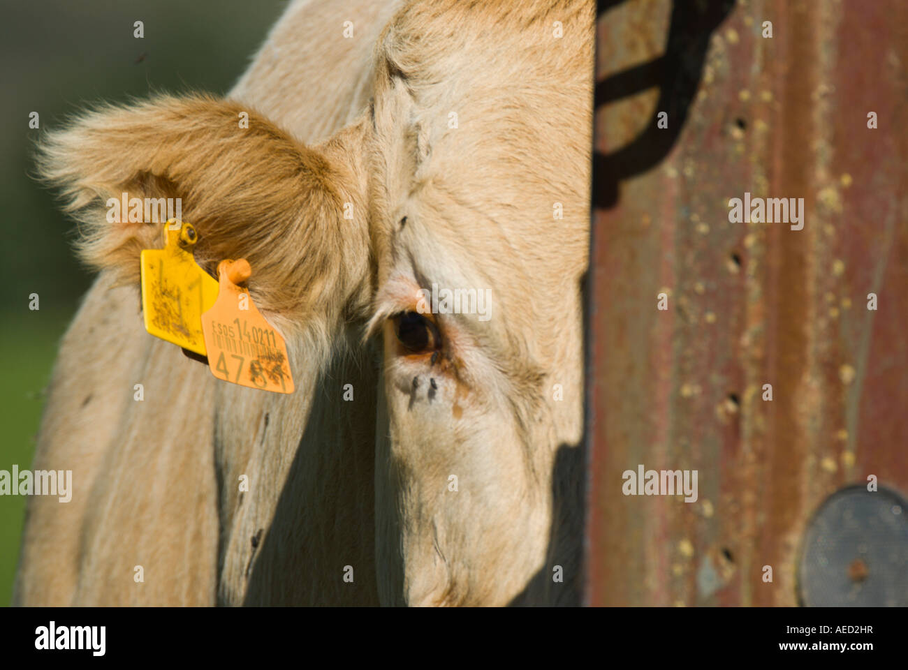 Ritratto di mucca, Spagna Foto Stock