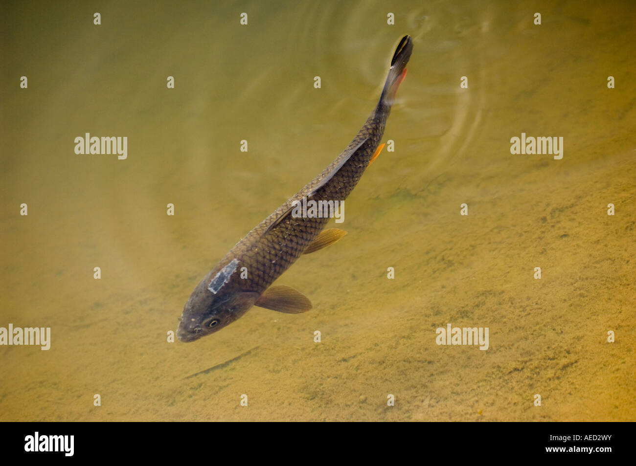 Carpa (Cyprinus carpio), nuoto nel serbatoio acqua, Spagna Foto Stock