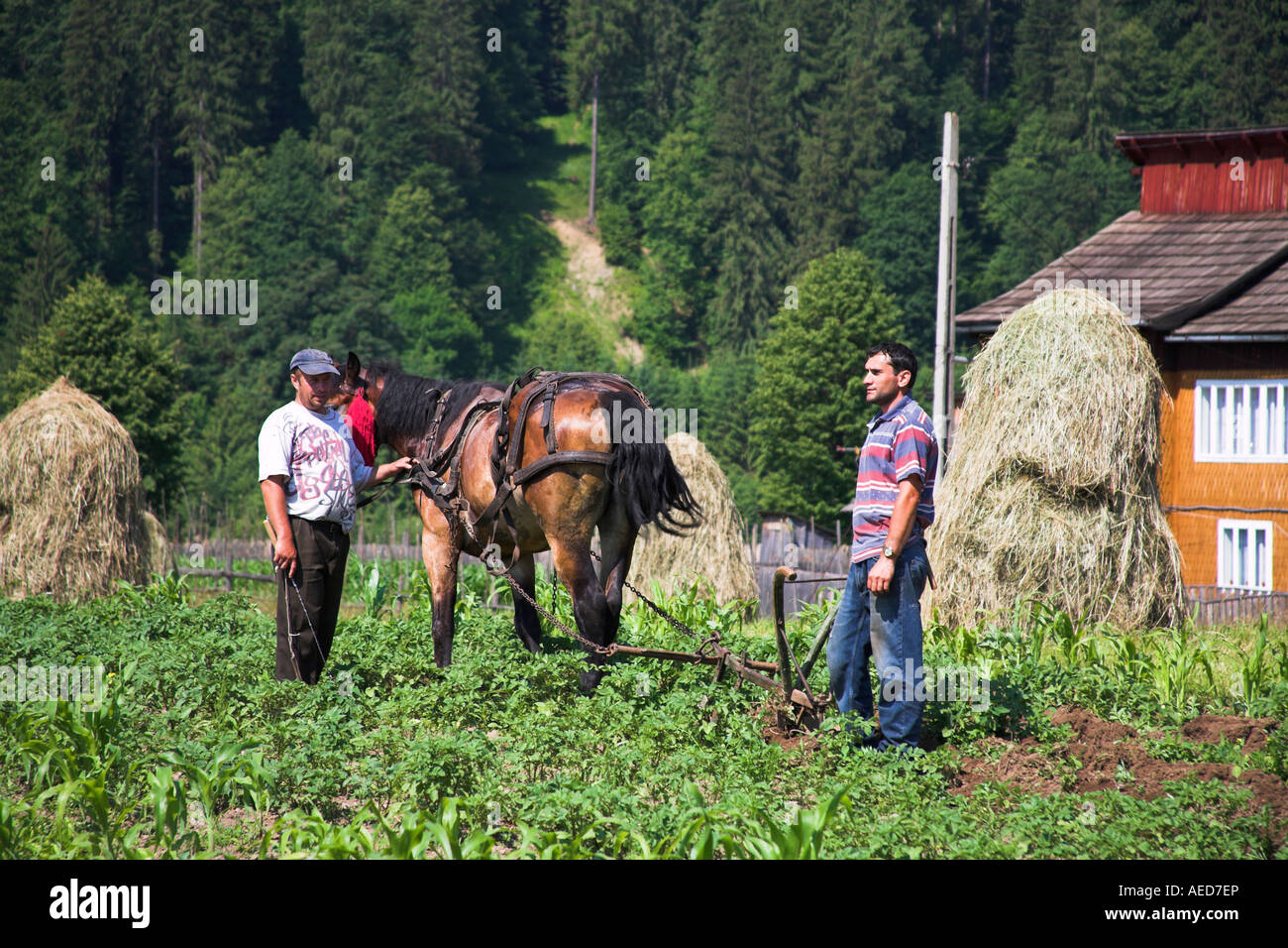 Gli agricoltori campo di aratura con un cavallo, vicino, Moldovita Bucovina, Moldavia, Romania Foto Stock