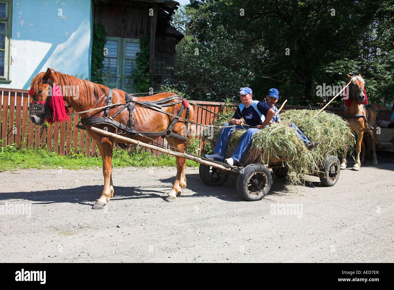 Gli agricoltori che viaggiano sul cavallo e carrello, Moldovita, Bucovina, Moldavia, Romania Foto Stock