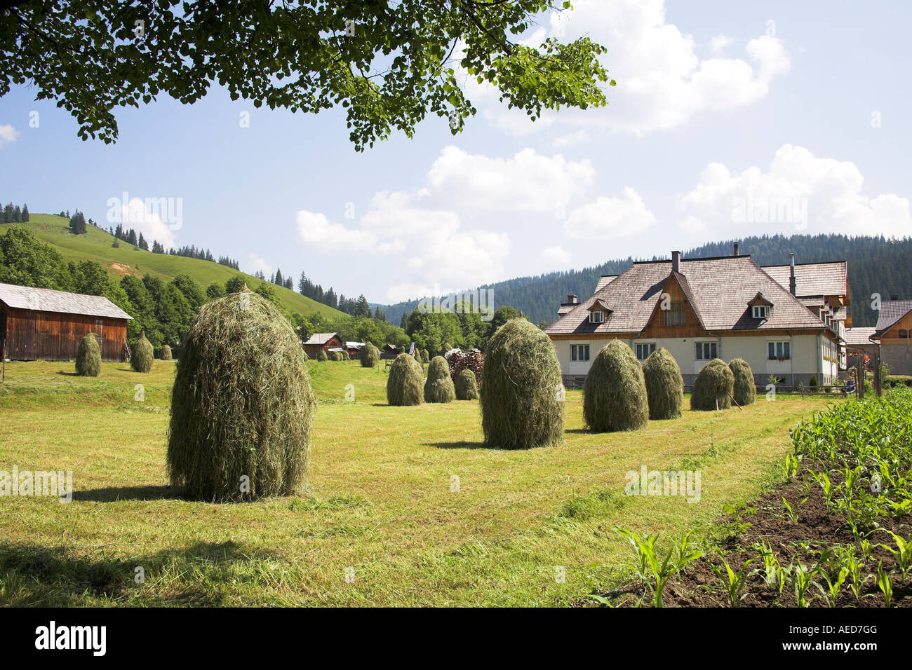 Agriturismo e pile di fieno in giardino, Moldovita, Bucovina, Moldavia, Romania Foto Stock