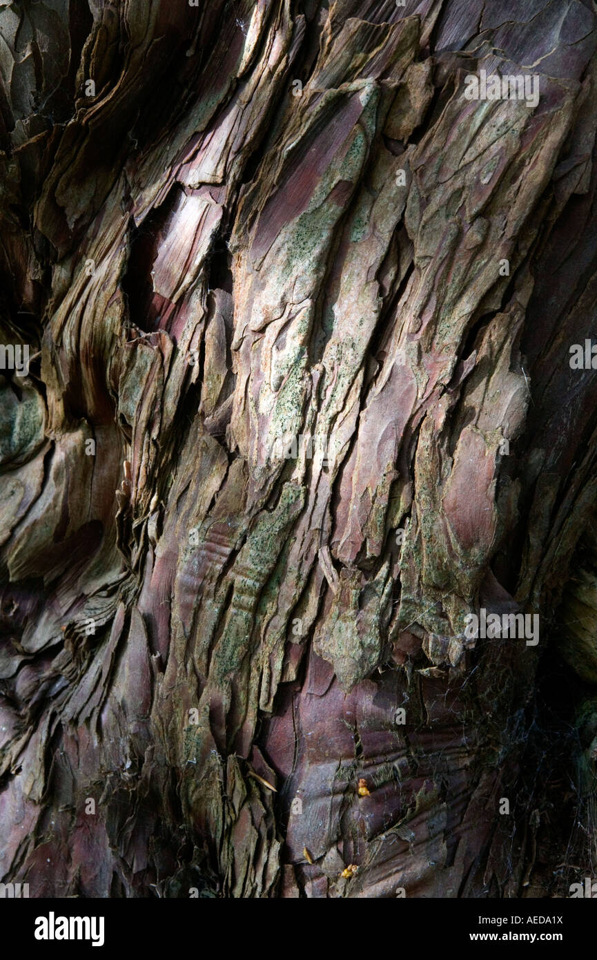 Dettaglio di antiche yew corteccia Foto Stock