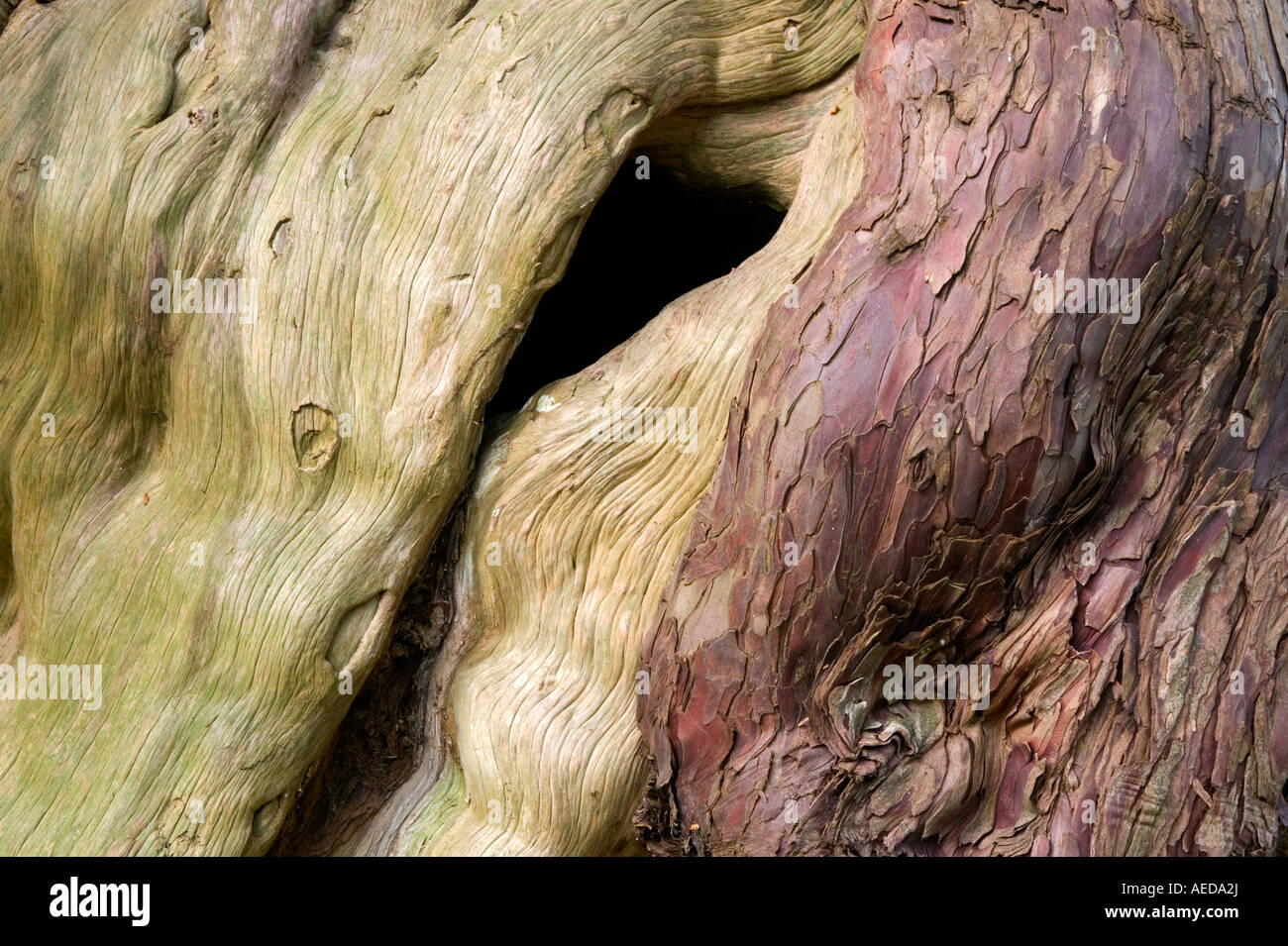 Dettaglio di antiche yew di corteccia di albero Foto Stock