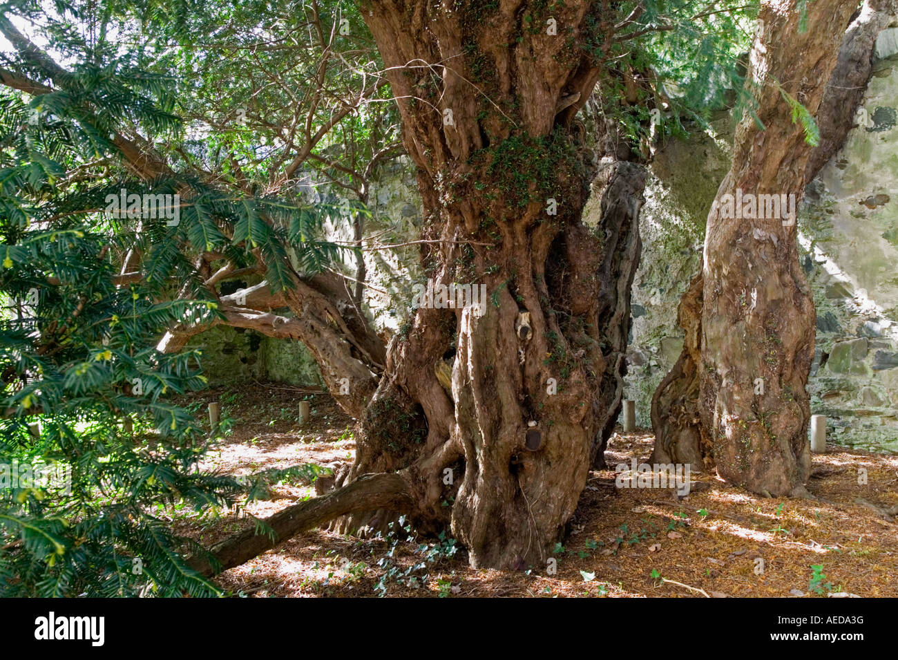 Parte di uno dei più antichi alberi antichi nel mondo il Fortingall Yew più di 4000 anni Foto Stock