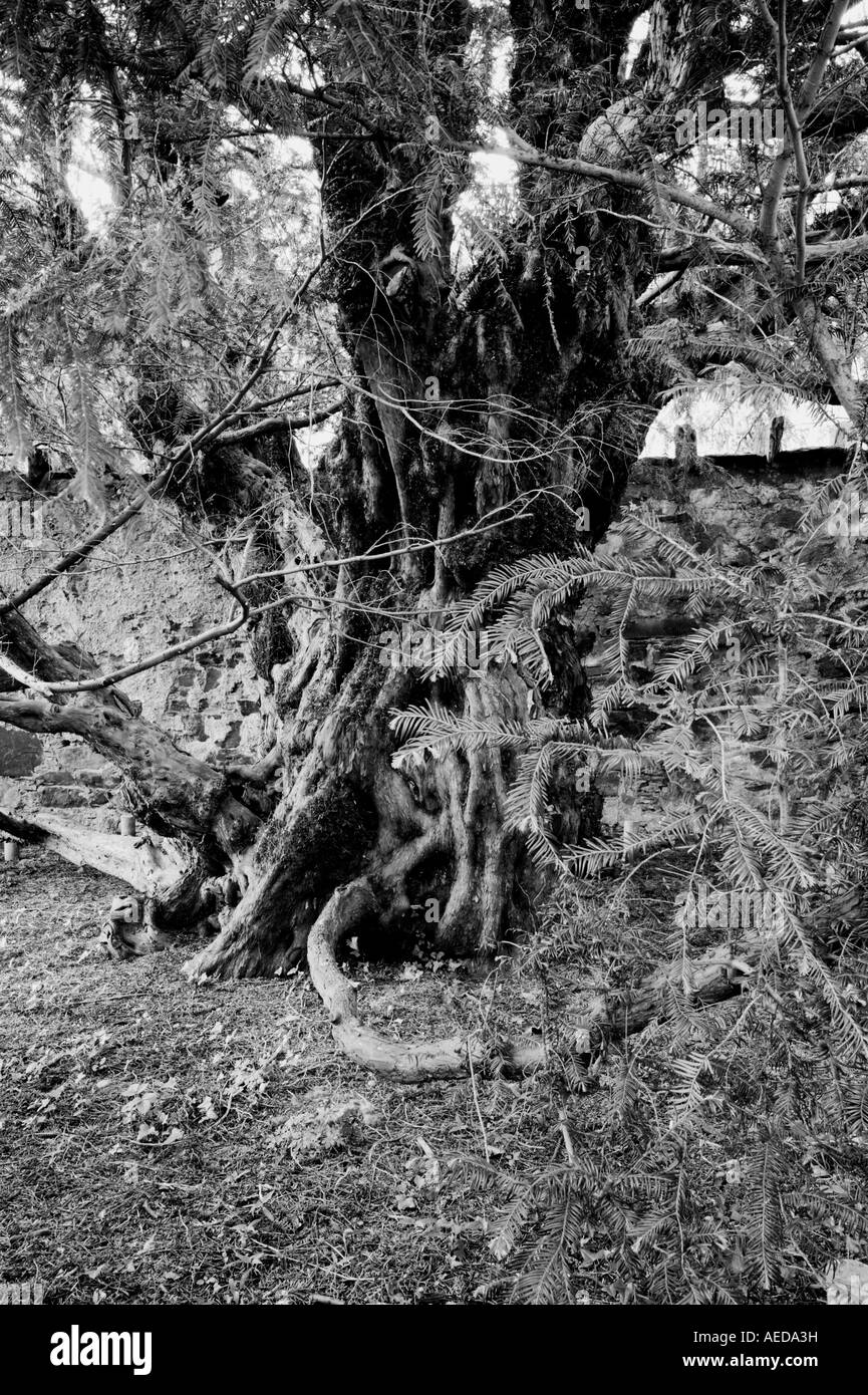 Parte di uno dei più antichi alberi antichi nel mondo il Fortingall Yew più di 4000 anni Foto Stock