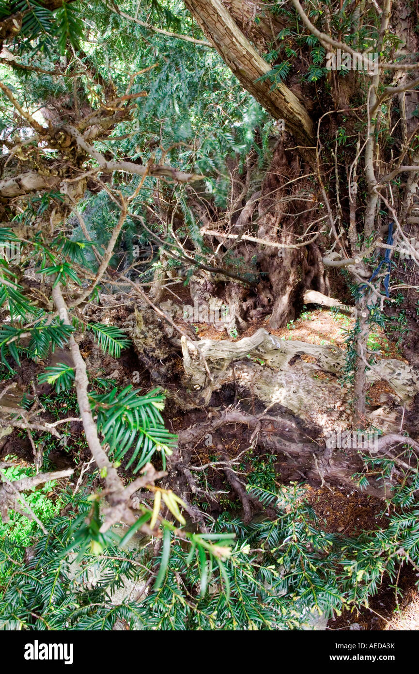 Parte di uno dei più antichi alberi antichi nel mondo il Fortingall Yew oltre 4000 anni vicino a Aberfeldy in Scozia Foto Stock