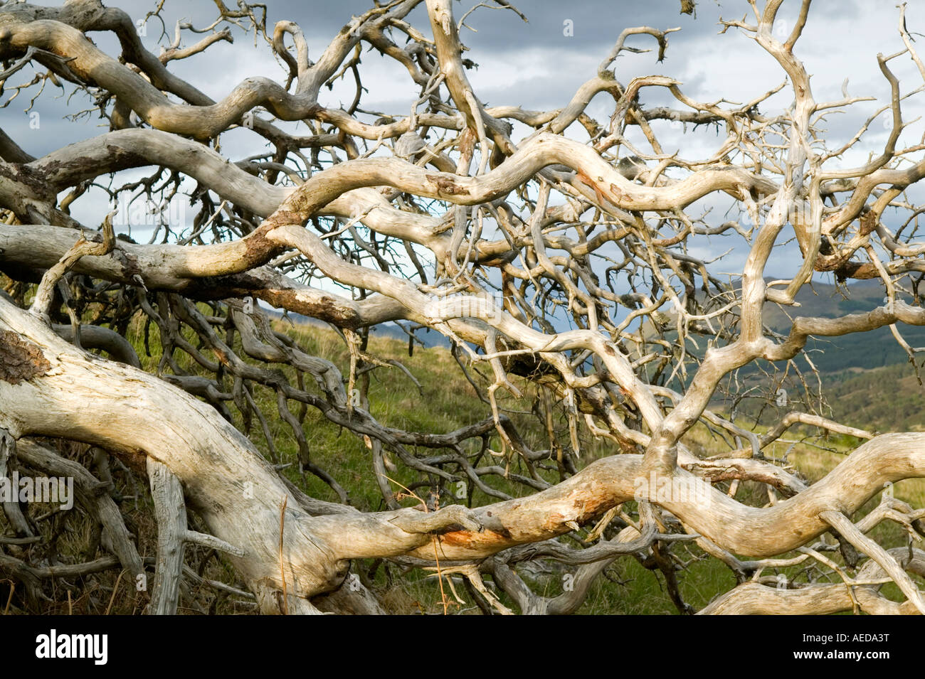Le radici e il tronco di un morto di pino silvestre albero soffiato su di Glen Lyon Scozia Scotland Foto Stock