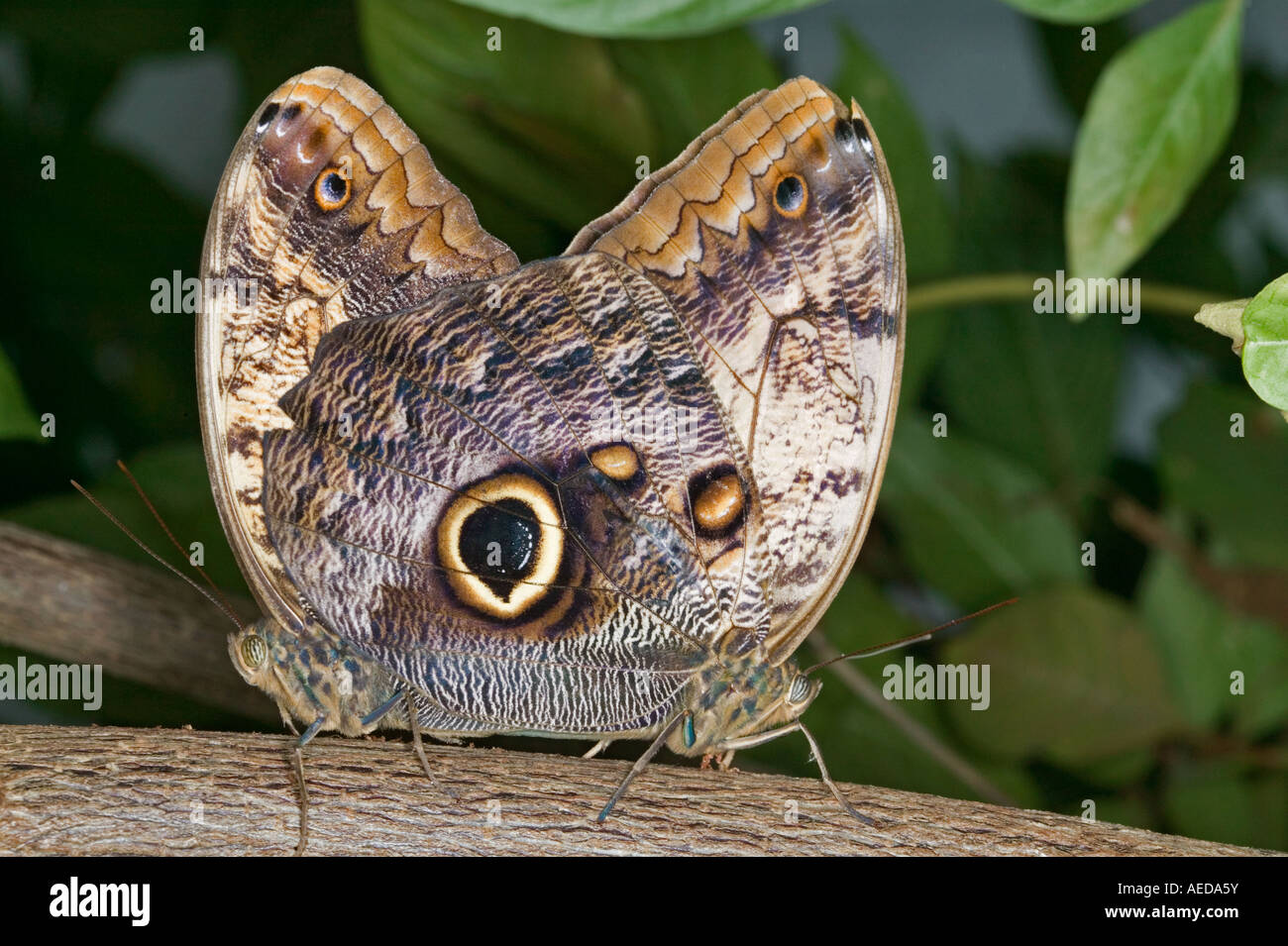 La foresta pluviale tropicale gufo farfalle coniugata Foto Stock
