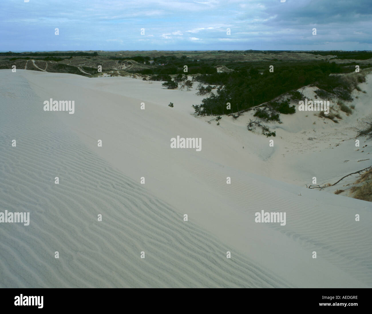 Duna di sabbia di tipo Barchan, Råbjerg Mile, Vendsyssel, Jylland settentrionale (Jutland), Danimarca. Foto Stock