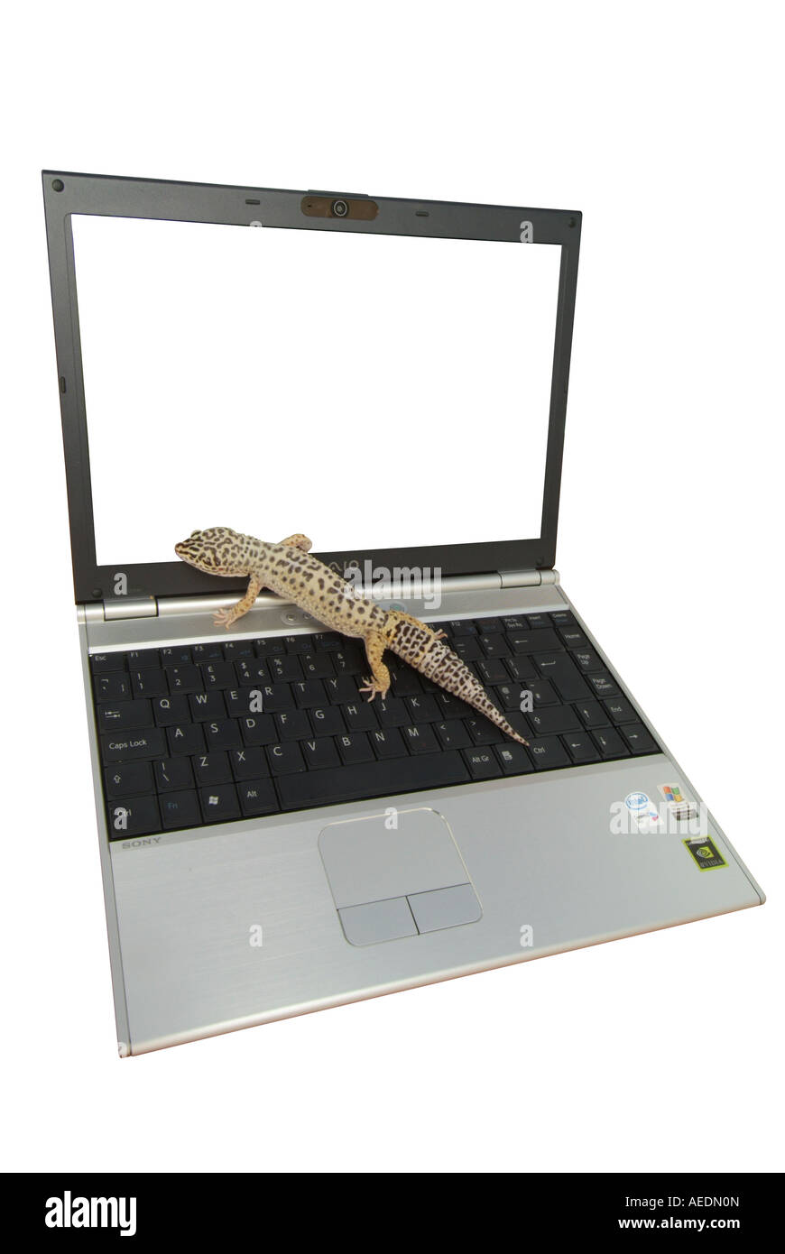 Una lucertola è seduta su un lap-top computer e guardando lo schermo Foto Stock