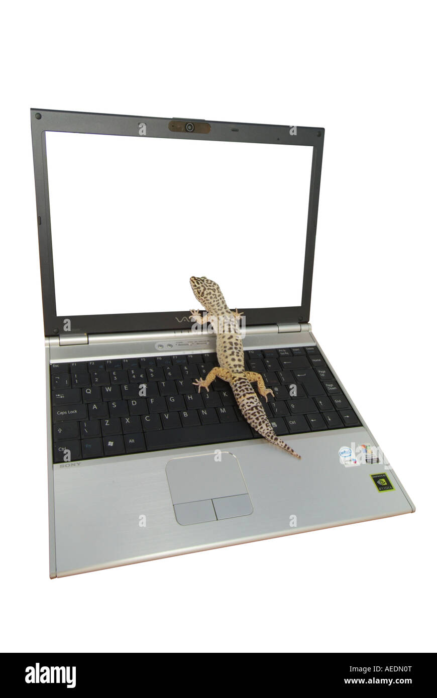 Una lucertola è seduta su un lap-top computer e guardando lo schermo Foto Stock