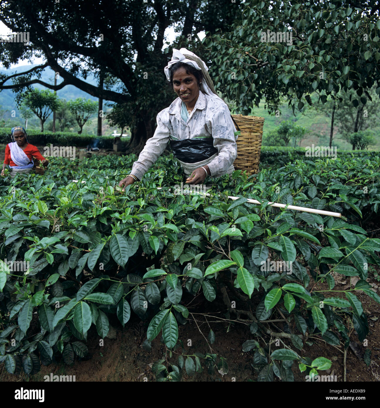 Raccoglitrice di tè di Sri Lanka asia Foto Stock