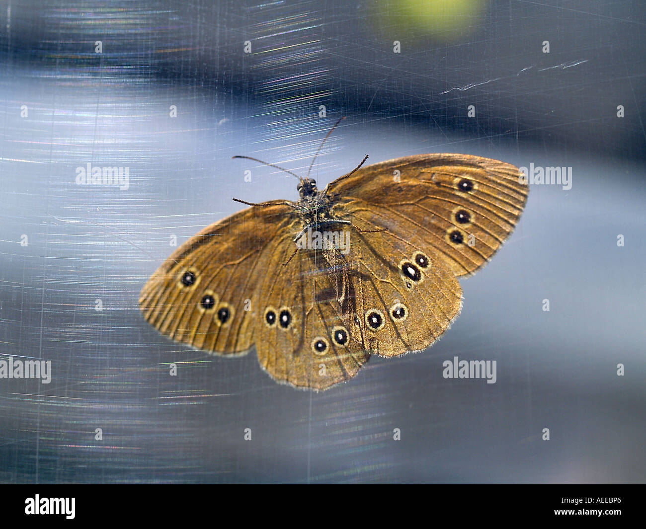 Parco delle farfalle Foto Stock