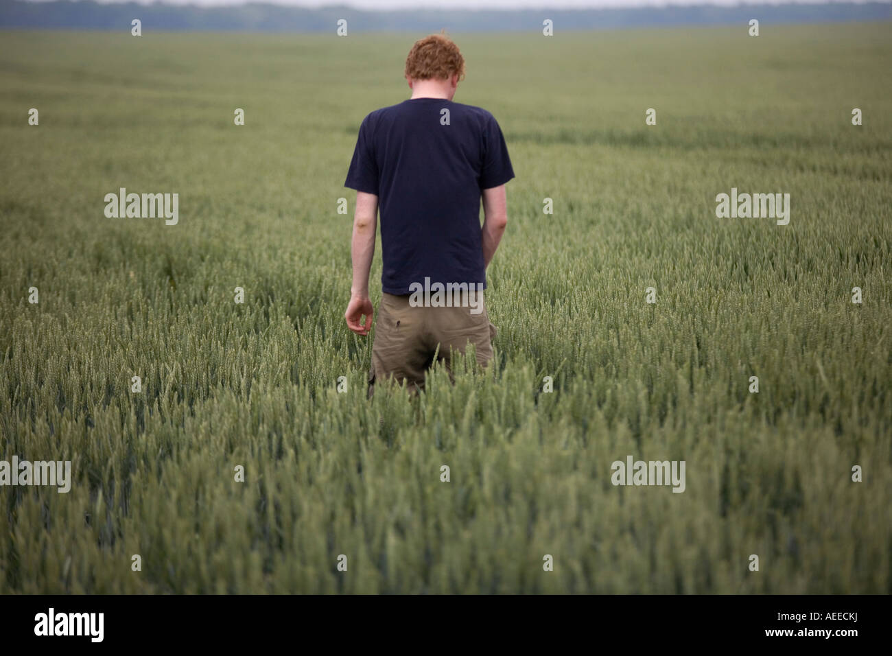 Un giovane uomo in piedi in un campo di grano. Foto Stock