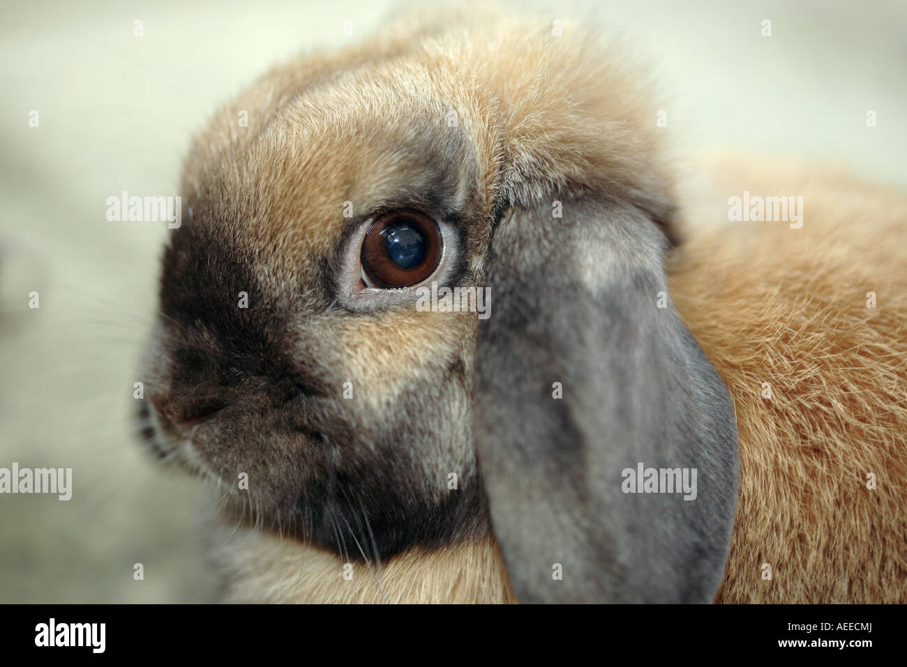 Lop eared Dwarf Rabbit Foto Stock