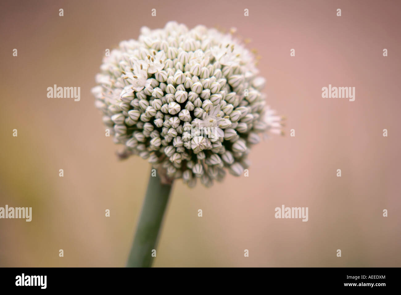 Aglio pianta (Allium sativum) in fiore Foto Stock
