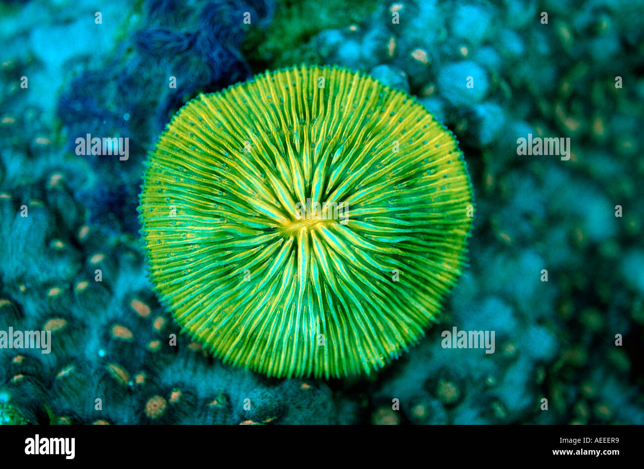 Testa a fungo di fluorescenza Coral Coral fluorescenc Ctenactis echinata Parco Nazionale di Komodo Oceano Indiano Indonesia Foto Stock