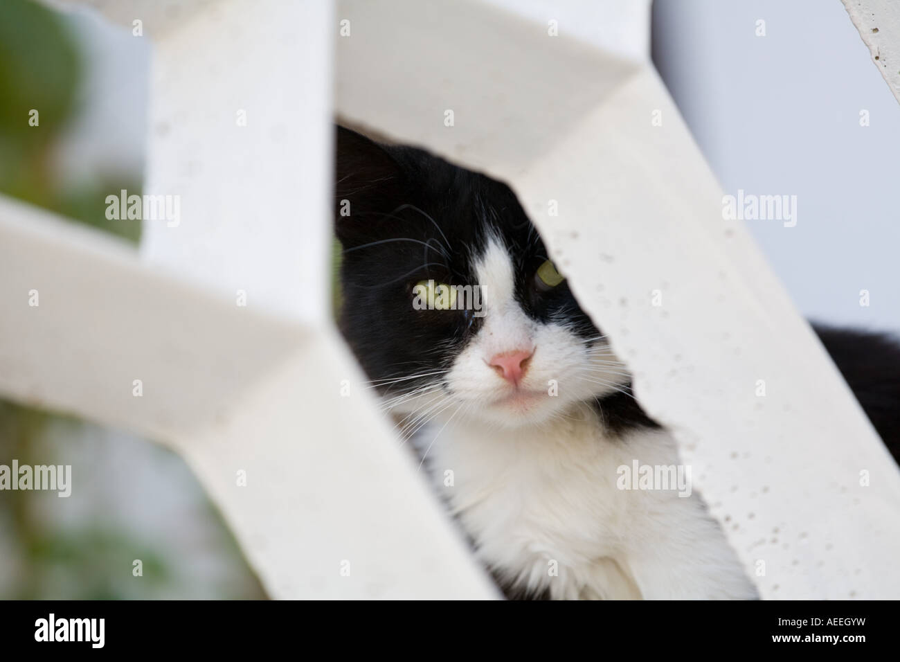 Timidi occhi di gatto-contatto Foto Stock