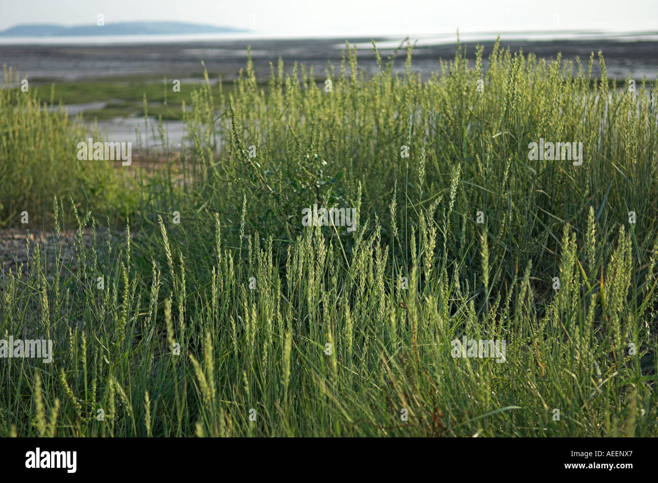 Estuario paesaggio a bassa marea con erbe in primo piano Severn Estuary Bristol Chanel Inghilterra Foto Stock