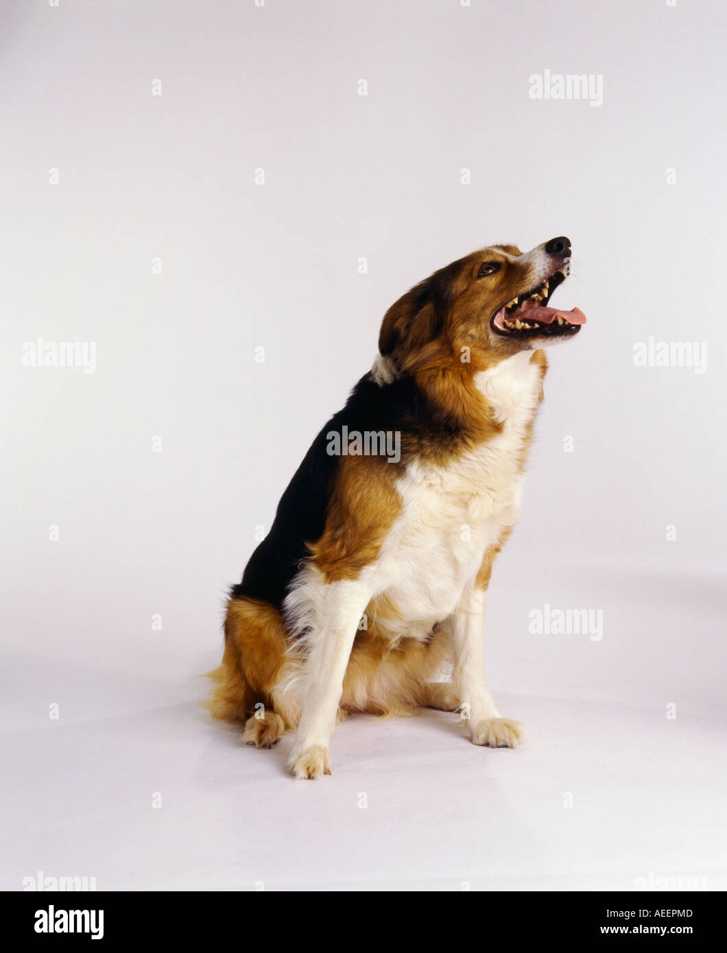 Dog sitter con imboccatura aperta di presenze contro uno sfondo bianco Foto Stock