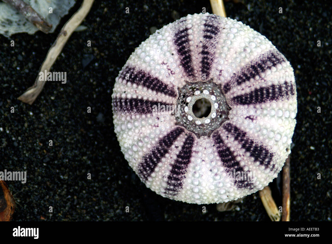 Ricci di mare shell sulla spiaggia di sabbia nera California del Nord e Stati Uniti d'America Foto Stock
