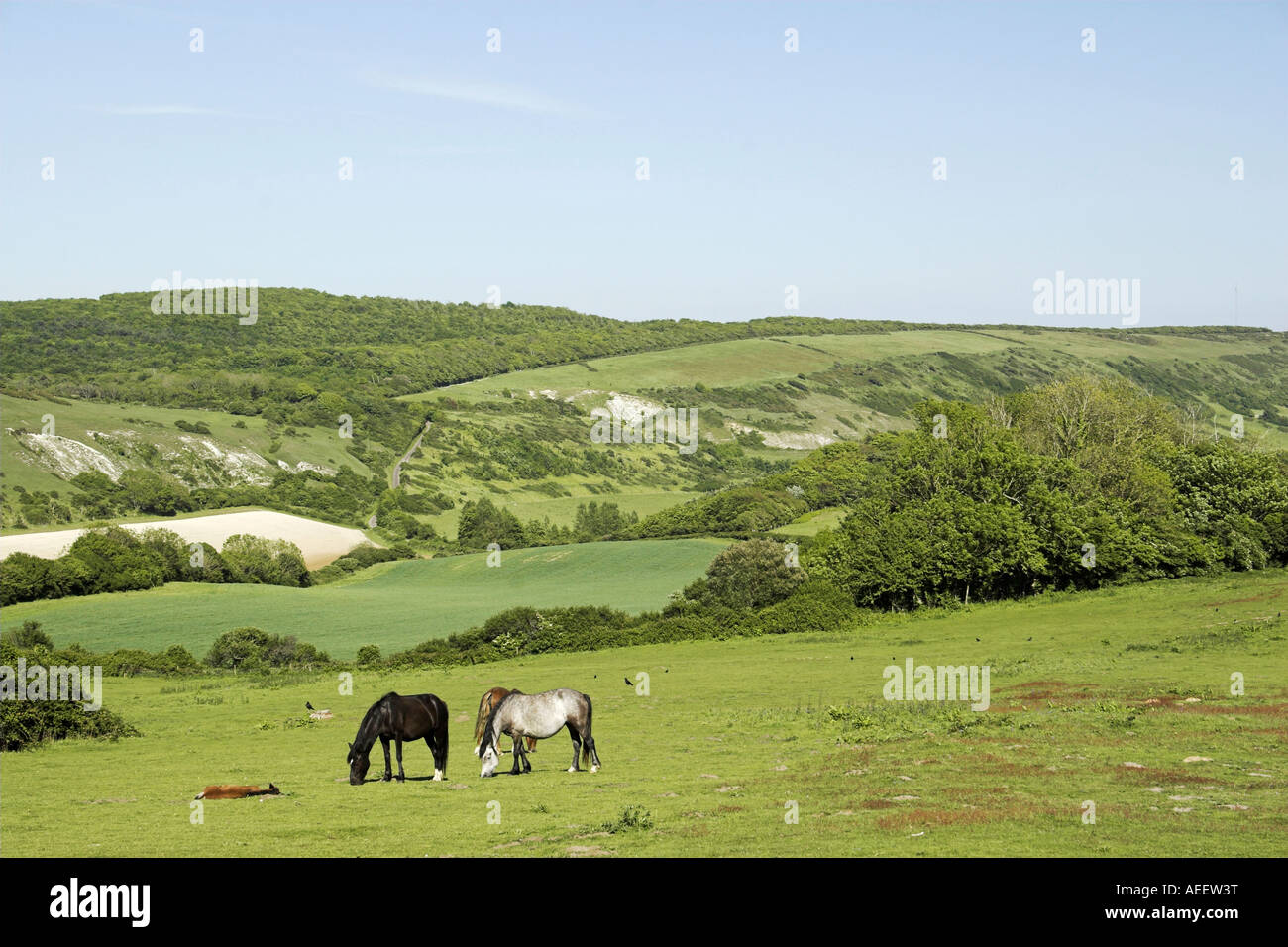 New Forest pony sull'Isola di Wight. Foto Stock