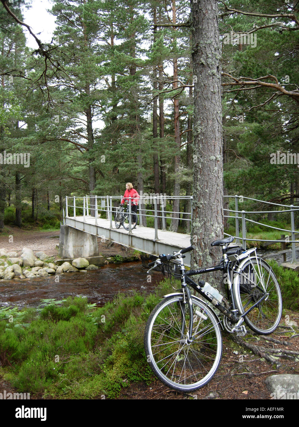 Ciclista sul ponte di ferro in Rothiemurchus Estate vicino a Aviemore Invernesshire Scozia Scotland Foto Stock