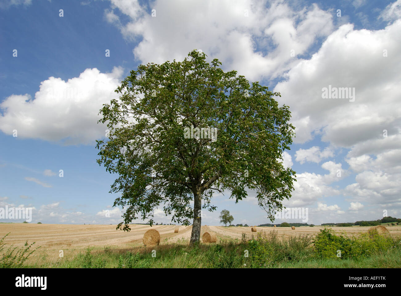 Walnut Tree su terreno coltivato, sud-Touraine, Francia. Foto Stock