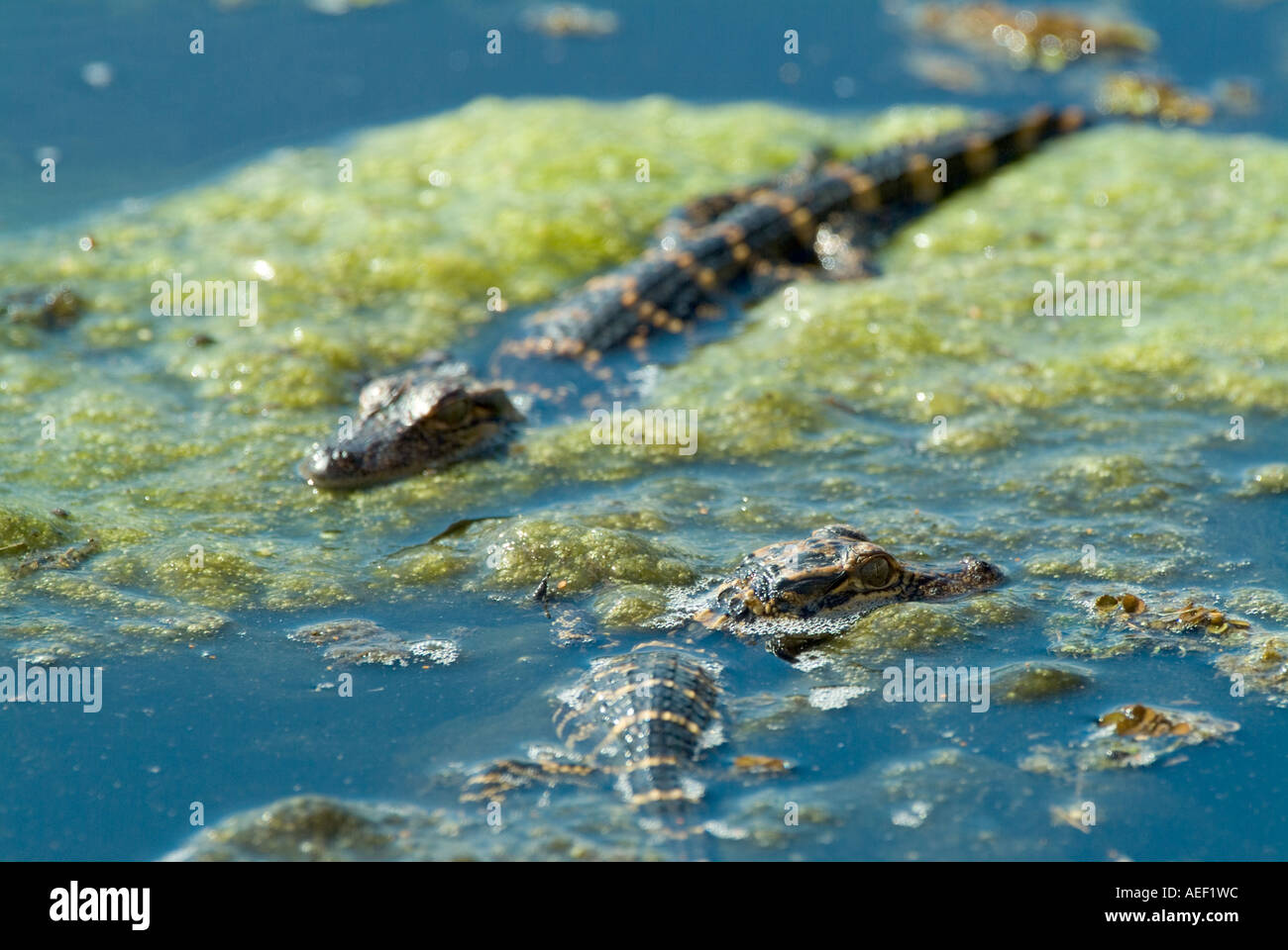 Baby American alligatori rettili immaturo capretti alligator mississippiensis Foto Stock