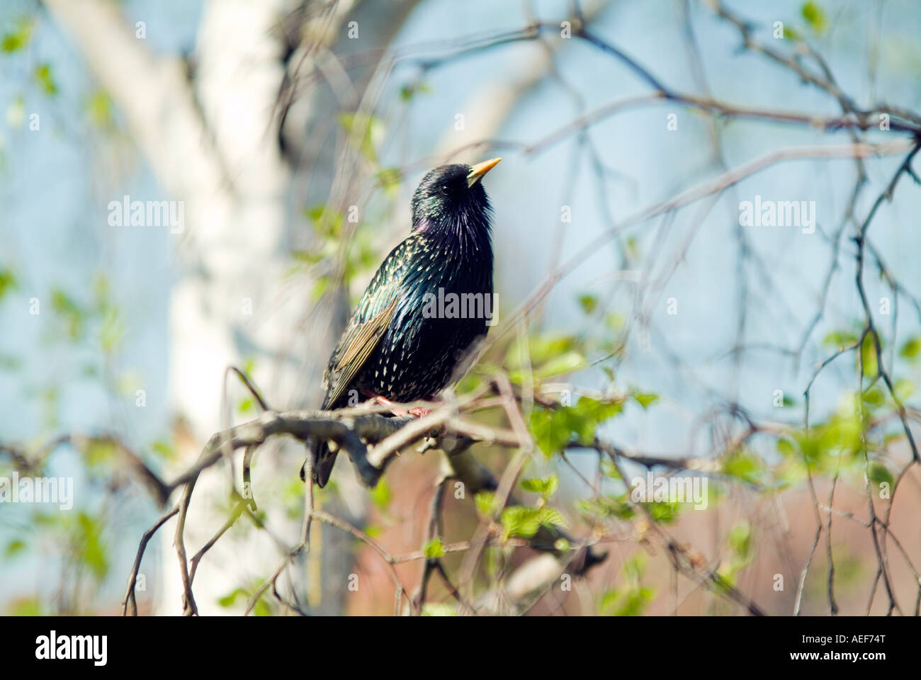 Starling [sturnus vulgaris] Foto Stock