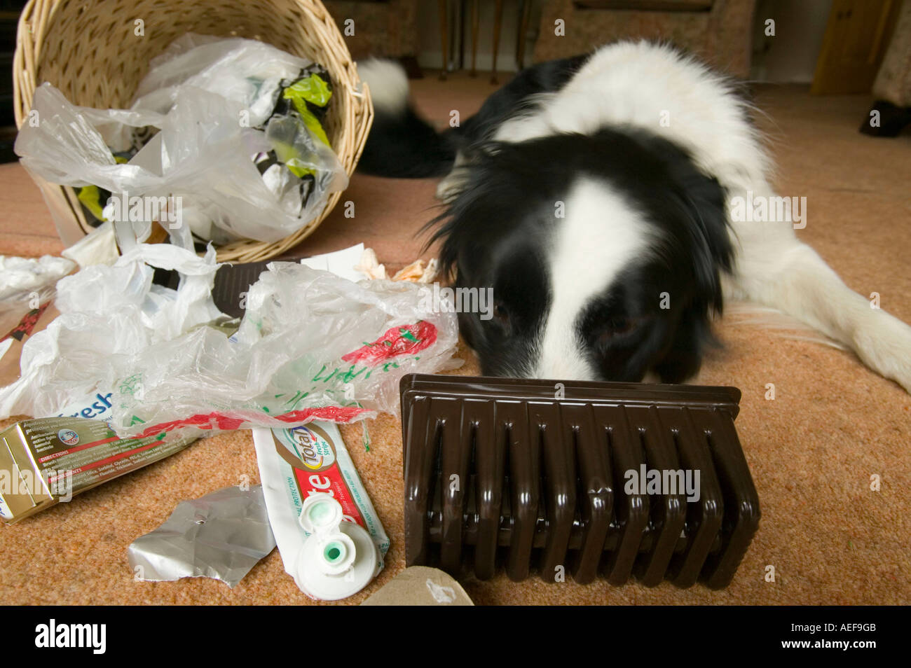 Un male si è comportata Border Collie cane rumages attraverso una famiglia inferriata Foto Stock