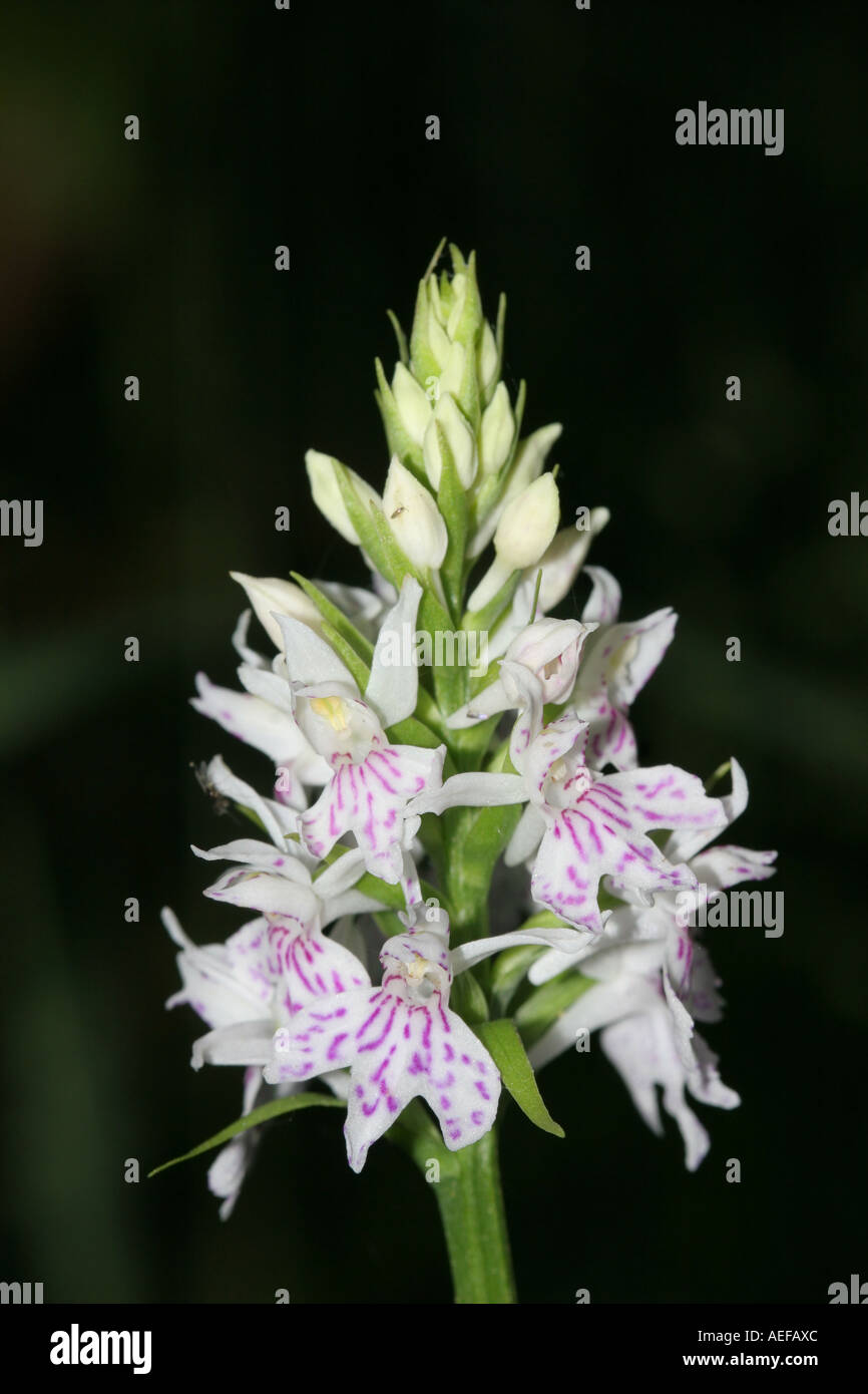 Common Spotted orchidea Dactylorhiza fuchsii Contea di Durham Foto Stock