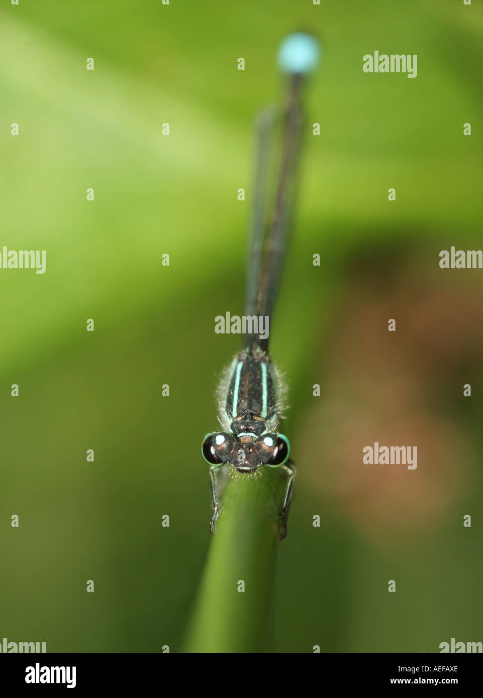 In prossimità della testa di un blu Damselfly codato Ischnura elegans bassa Barnes Riserva Naturale della Contea di Durham Foto Stock