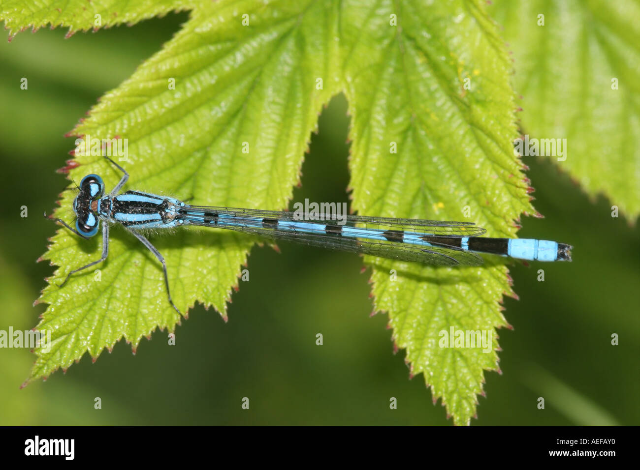 Comune Damselfly blu Enallagma cyathigerum fienili bassa riserva naturale della Contea di Durham Foto Stock