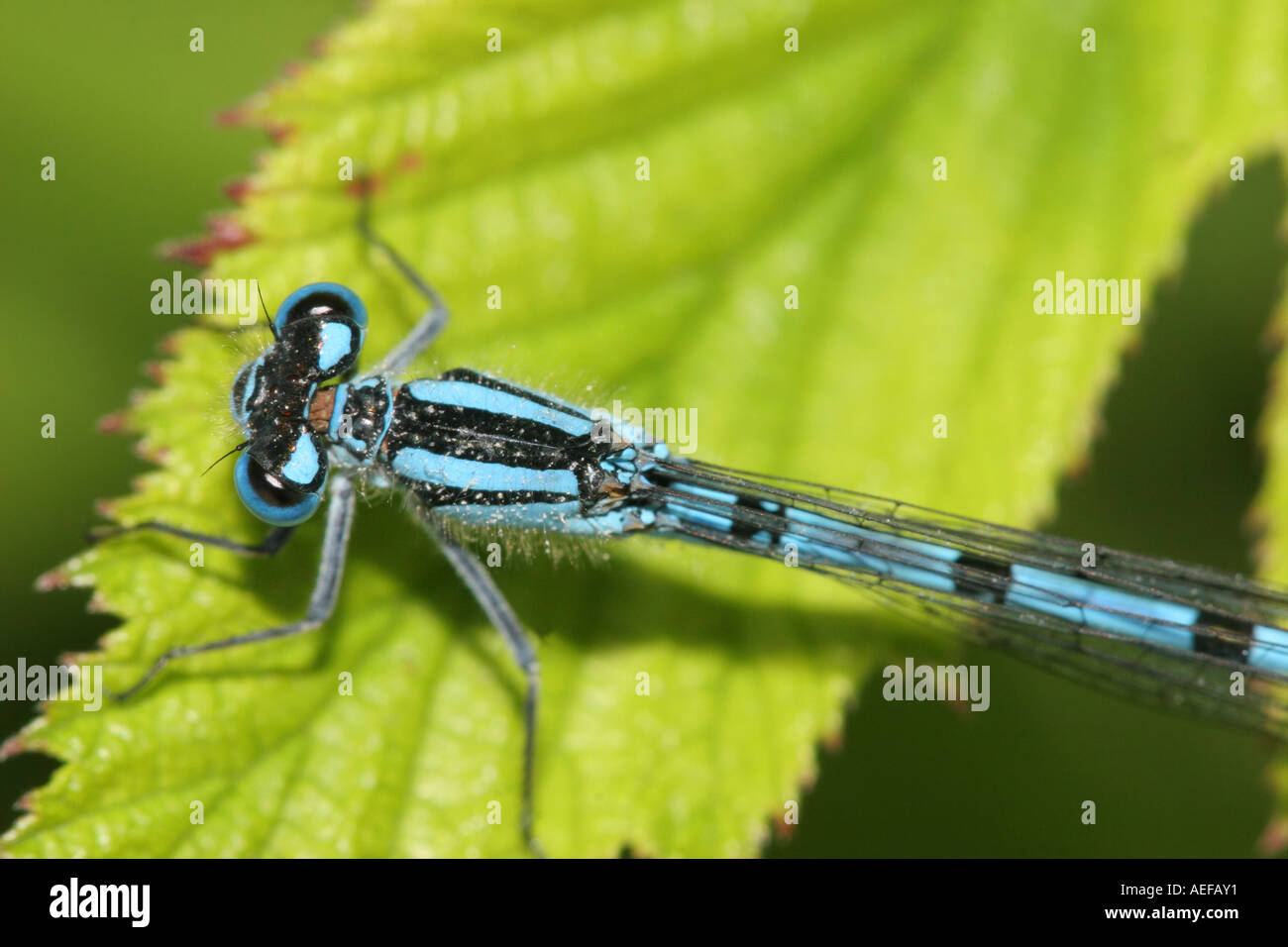 Comune Damselfly blu Enallagma cyathigerum sulla foglia fienili bassa riserva naturale della Contea di Durham Foto Stock