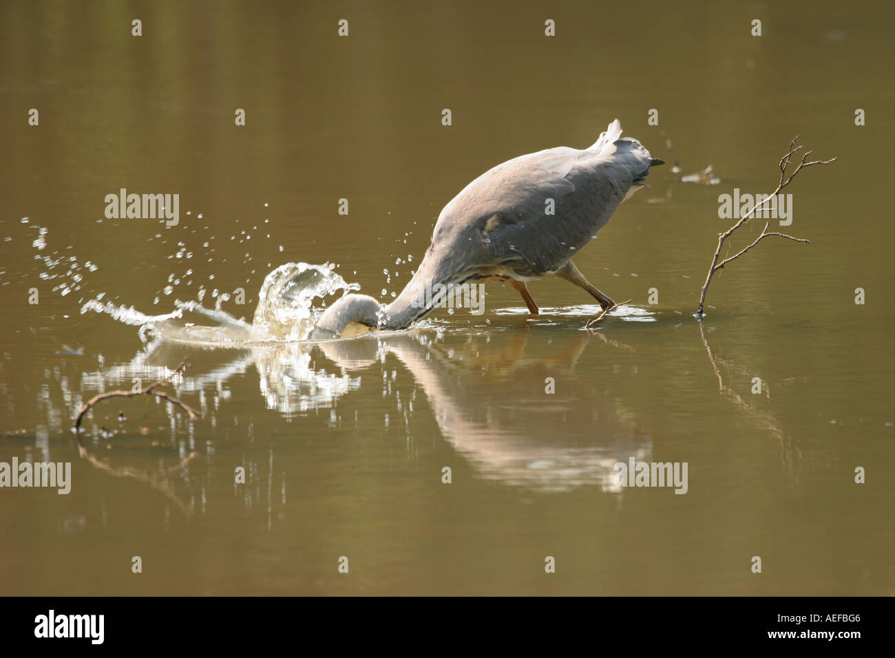 Airone cenerino Ardea cinerea colpisce per la cattura di cibi a basso fienili Riserva Naturale della Contea di Durham Foto Stock