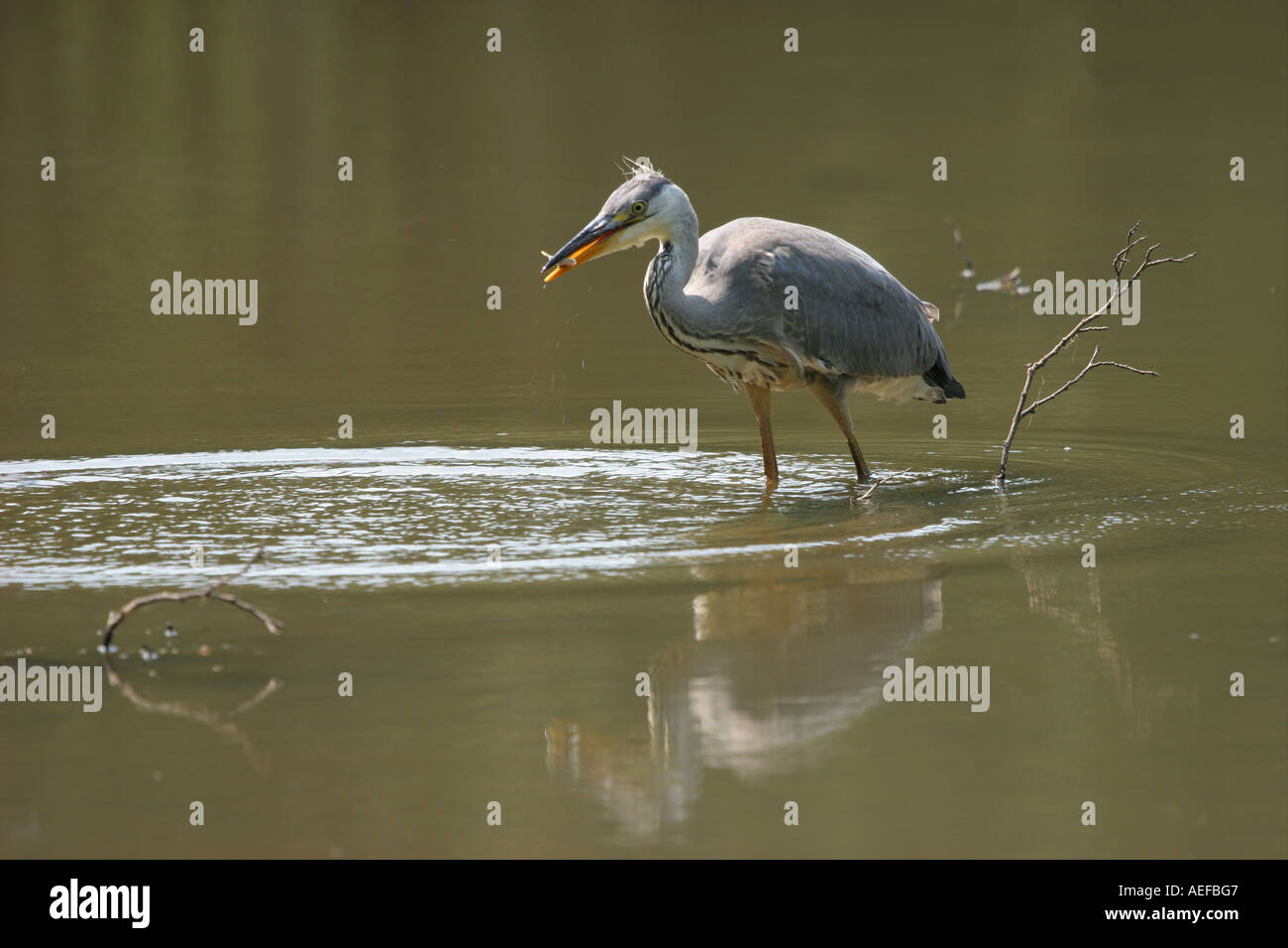 Airone cenerino Ardea cinerea con pesce fienili bassa riserva naturale della Contea di Durham Foto Stock