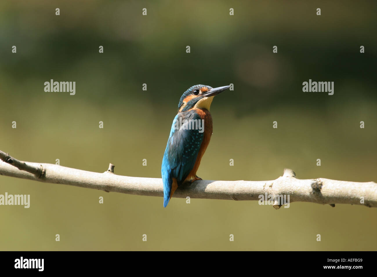 Martin pescatore Alcedo atthis, fienili bassa riserva naturale, nella contea di Durham Foto Stock