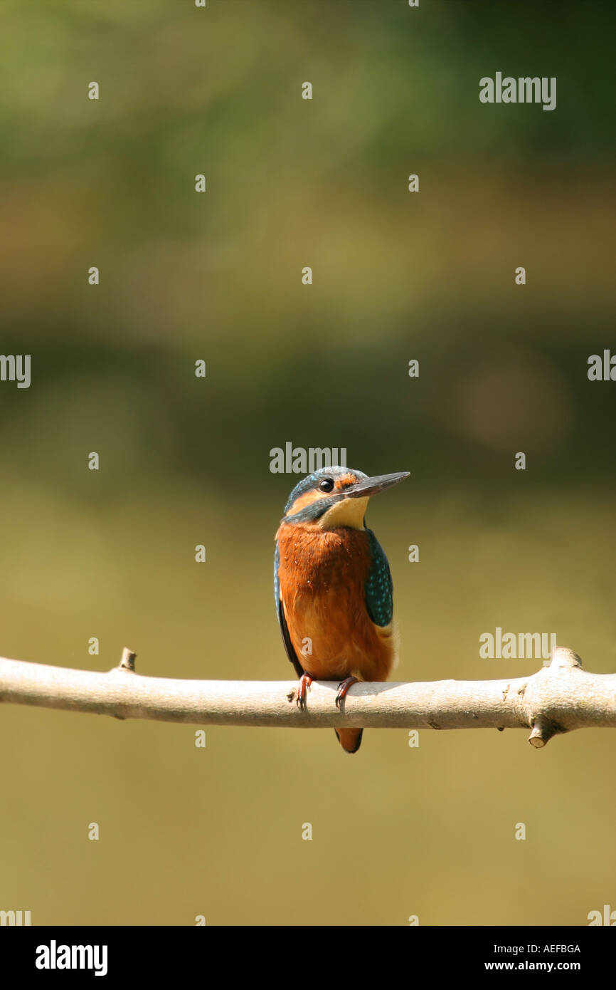 Martin pescatore Alcedo atthis fienili bassa riserva naturale della Contea di Durham Regno Unito Foto Stock