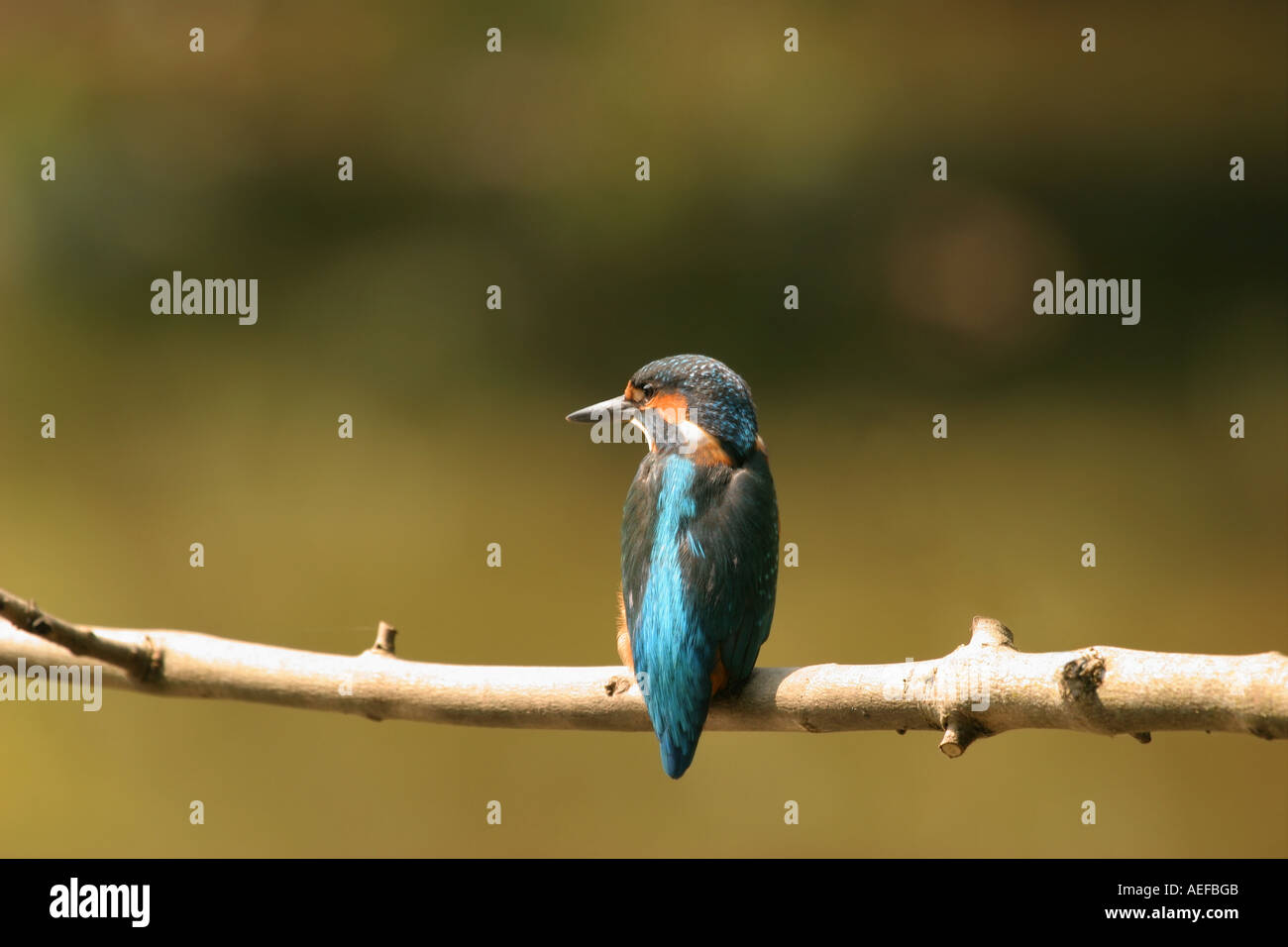 Martin pescatore Alcedo atthis fienili bassa riserva naturale della Contea di Durham Foto Stock