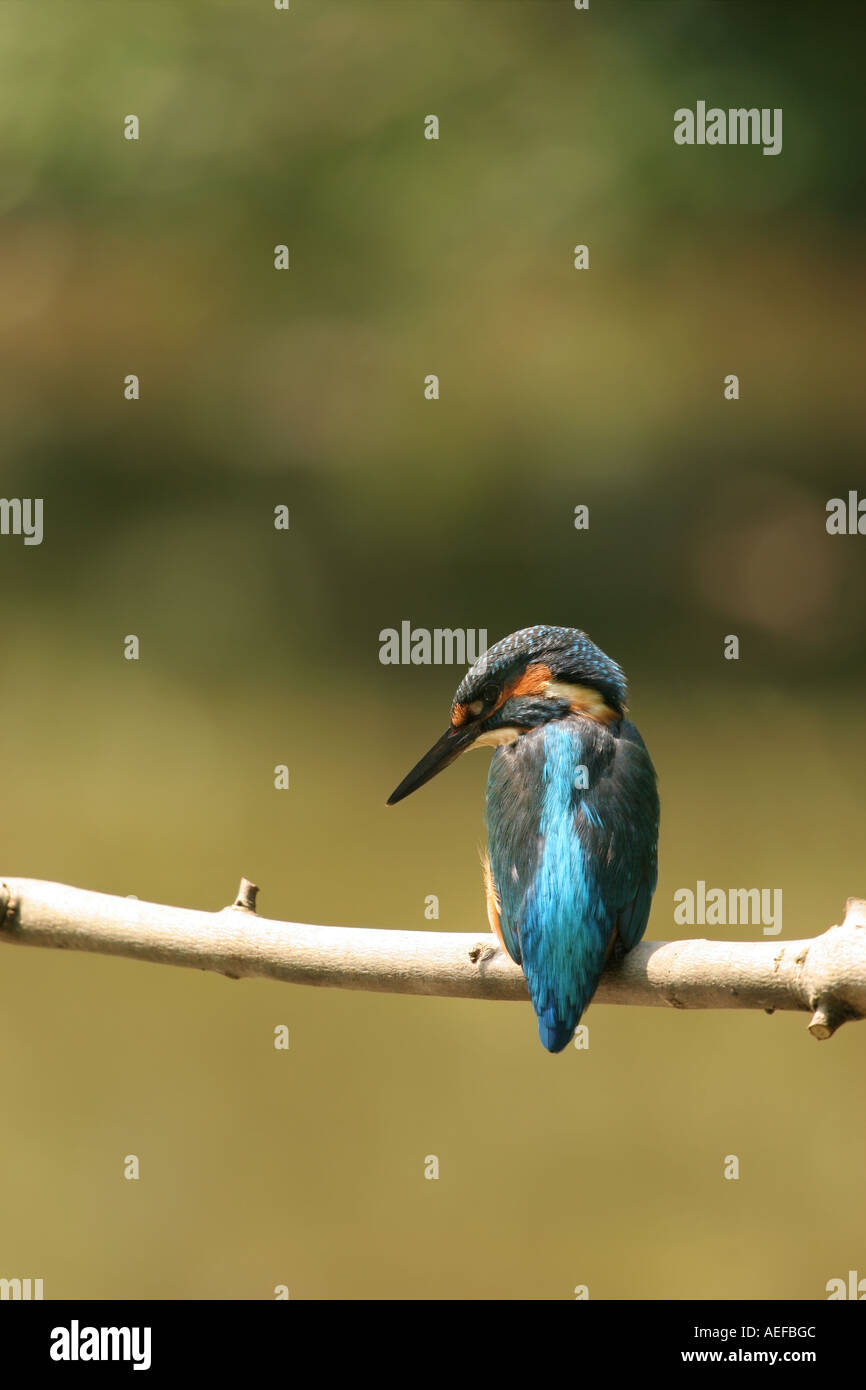 Martin pescatore Alcedo atthis fienili bassa riserva naturale della Contea di Durham Foto Stock