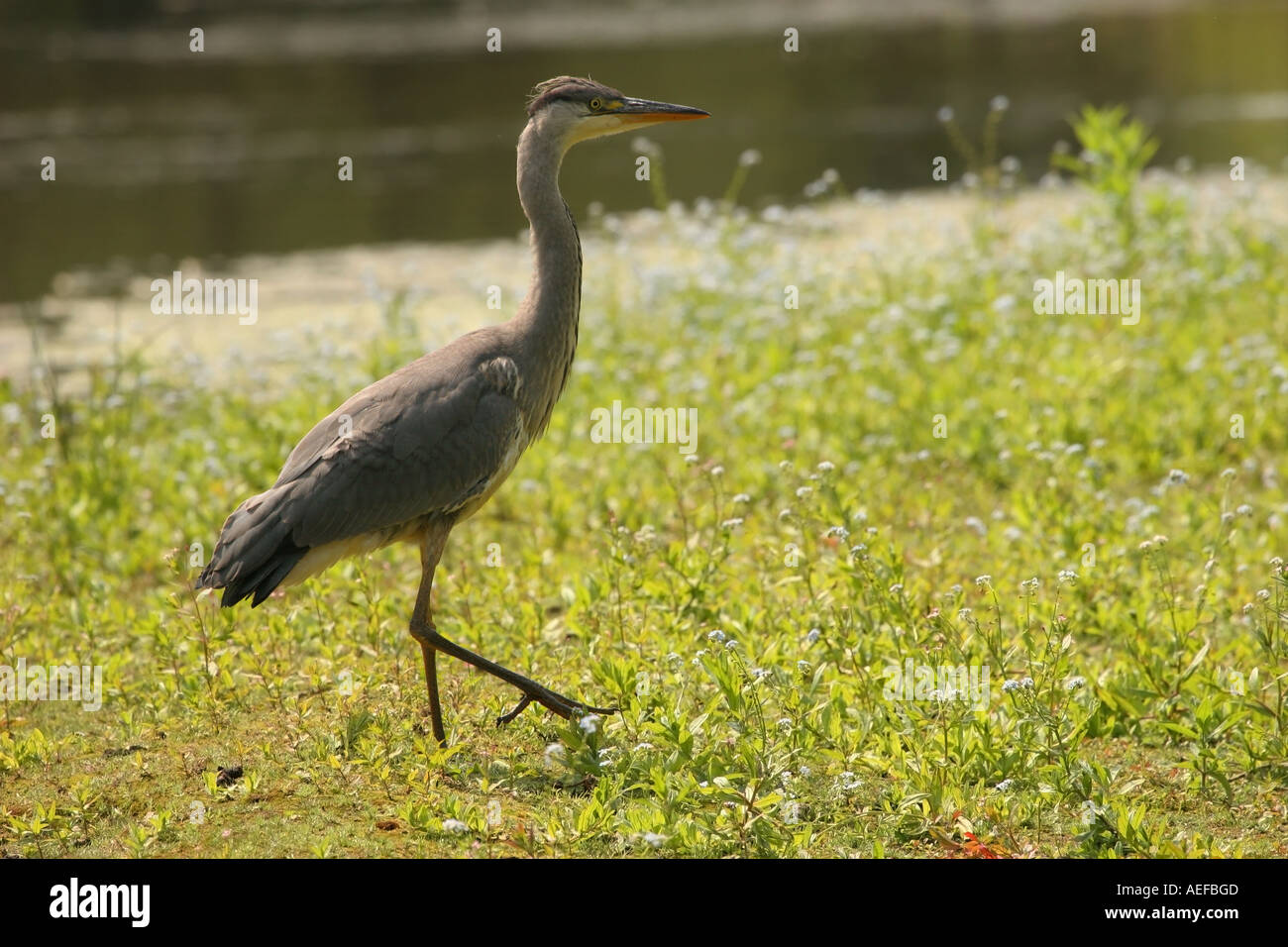 Airone cenerino Ardea cinerea bassa fienili Riserva Naturale della Contea di Durham Foto Stock