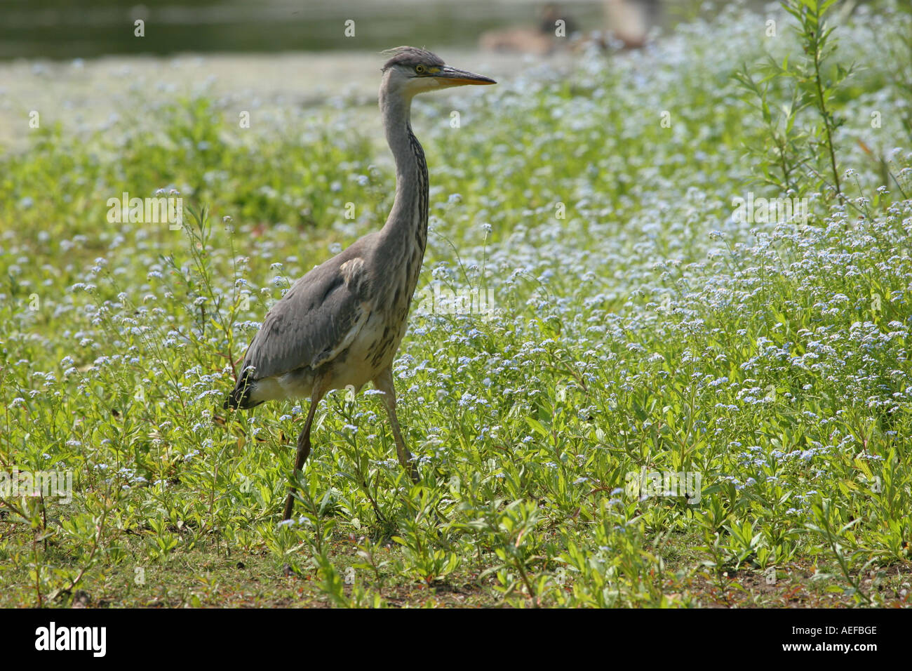 Airone cenerino Ardea cinerea con non ti scordar di me fiori come un fondale basso fienili Riserva Naturale della Contea di Durham Foto Stock