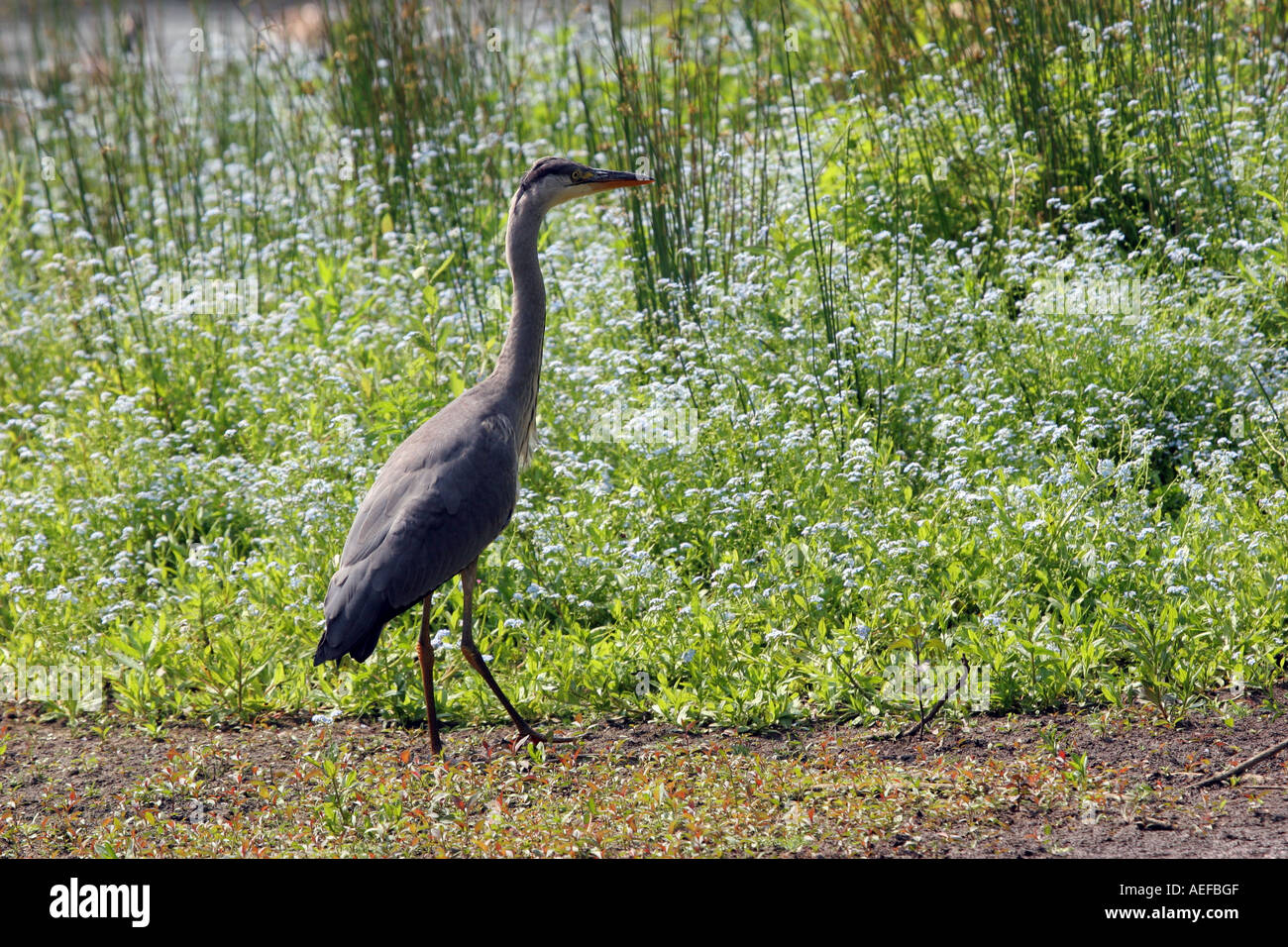 Airone cenerino Ardea cinerea con non ti scordar di me fiori come un fondale basso fienili Riserva Naturale della Contea di Durham Foto Stock
