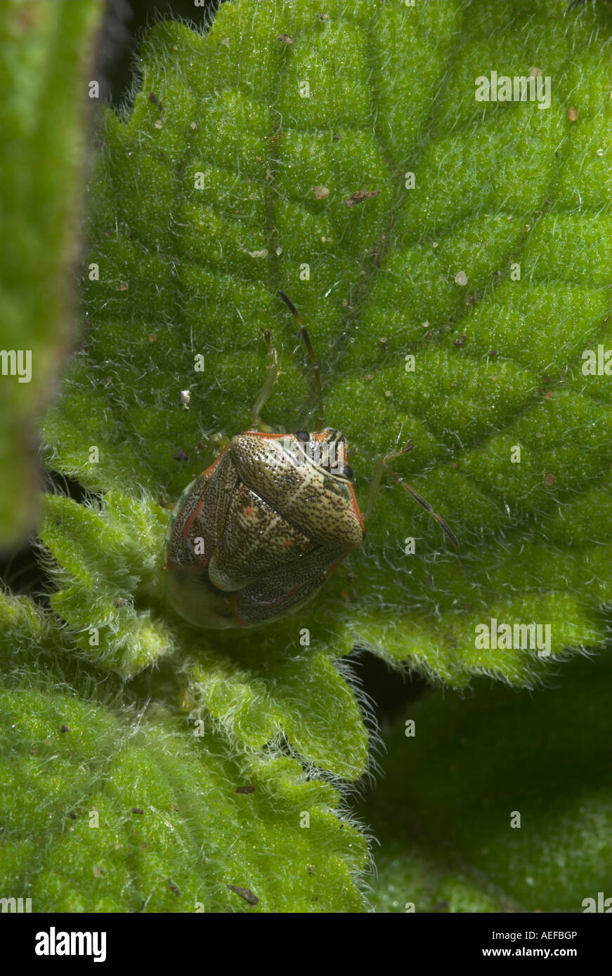 Brown marmorated stink bug su una pelliccia foglia verde. Grahamstown, Capo orientale, Sud Africa Foto Stock