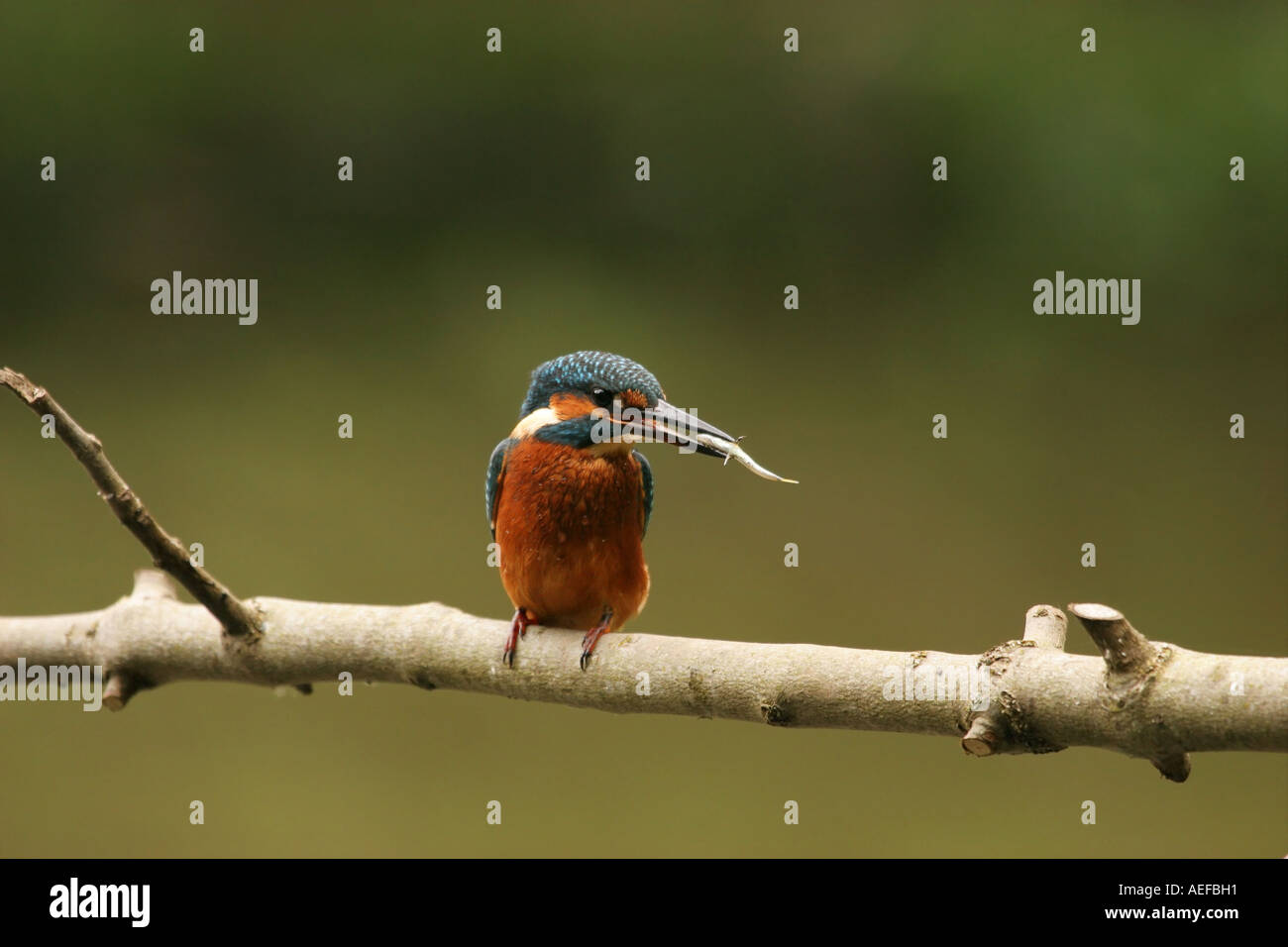 KingFisher Alcedo atthis with a Fish in its Beak, County Durham, UK Foto Stock