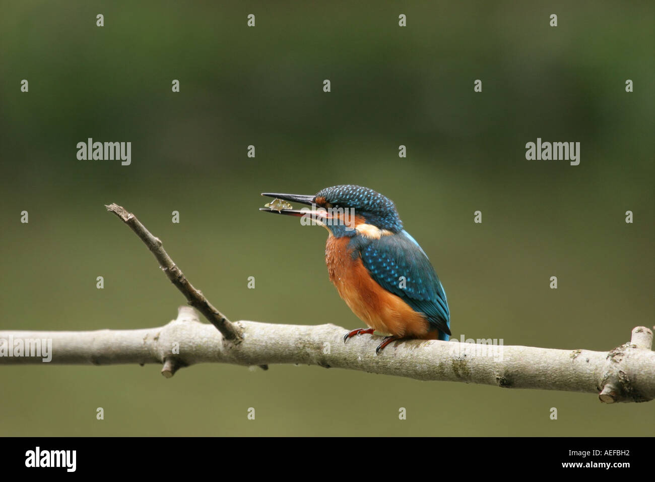 Martin pescatore Alcedo atthis con un pesce nel becco fienili bassa riserva naturale della Contea di Durham Foto Stock